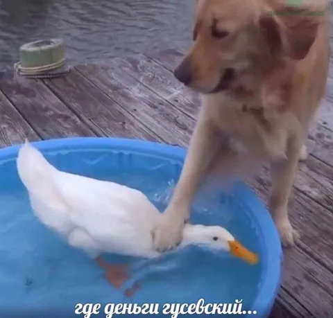 Где деньги, гусевский