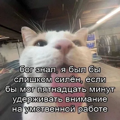 Кот и пятнадцать минут внимания