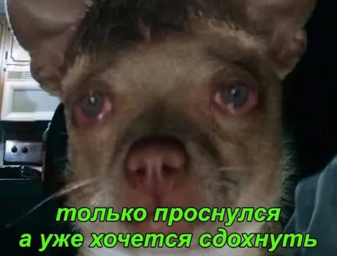 Только проснулся и уже устал