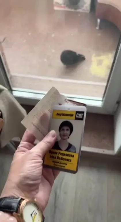 Голубь с чужим удостоверением