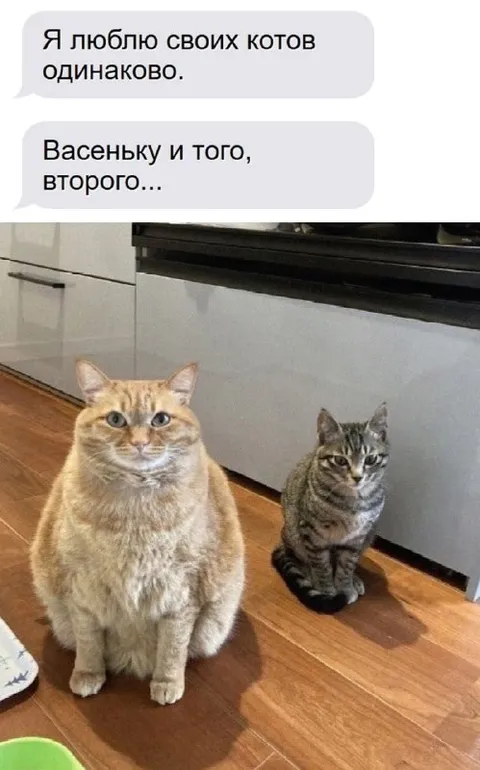 Я люблю своих котов одинаково