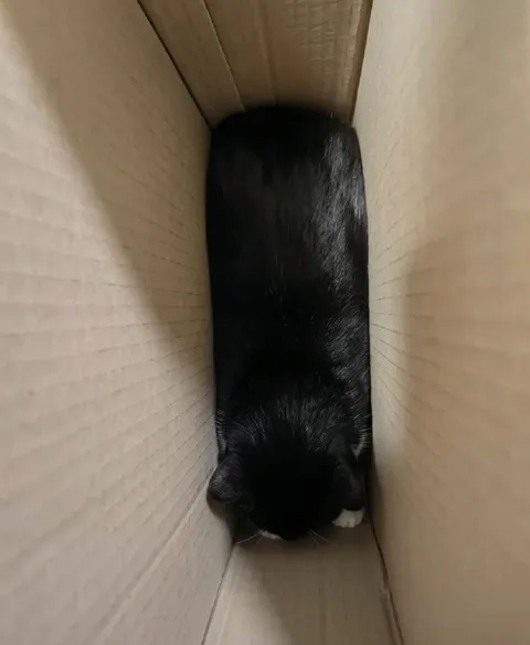 Кот застрял в коробке