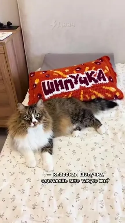 Кот получил вязаную шпичку