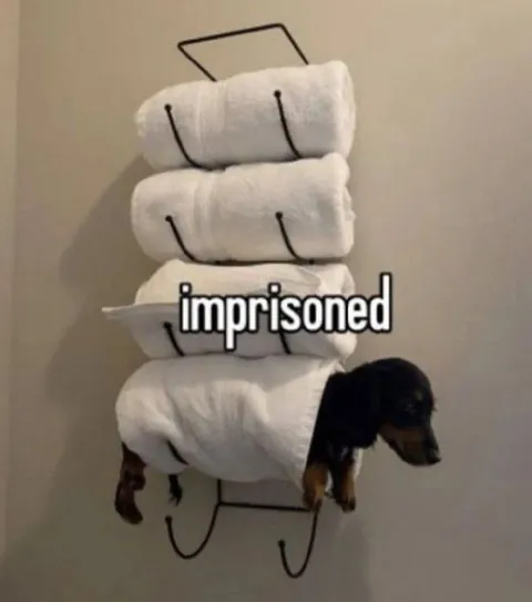 Imprisoned Dachshund in Toilet Paper
