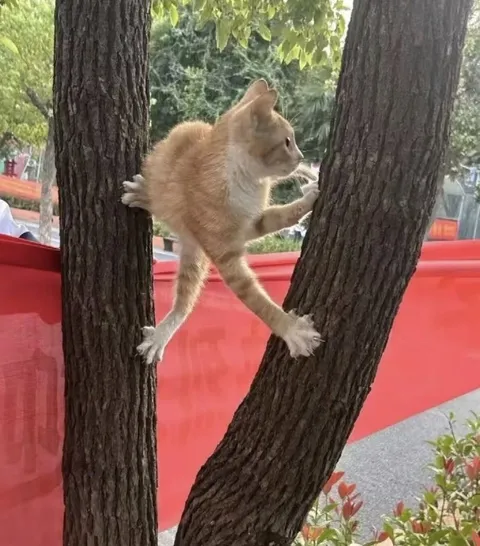 Кот застрял между деревьями