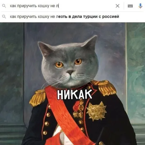 Кошка вмешивается в дела Турции