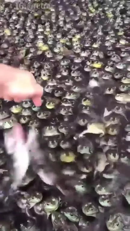 Рука среди лягушек