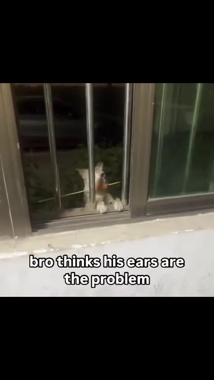 Cat Thinks Its Ears Are the Problem