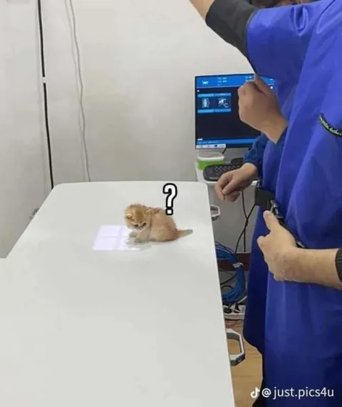 Котёнок на медосмотре