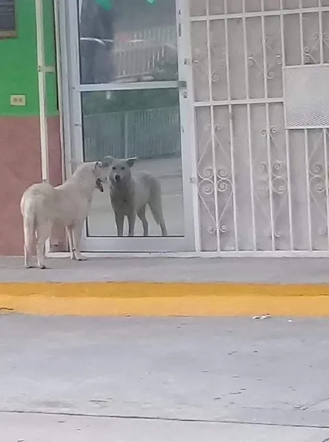 Собака встретила отражение
