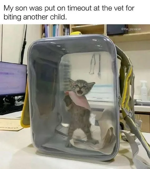 Kitten Timeout at the Vet