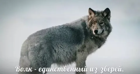 Волк среди зверей