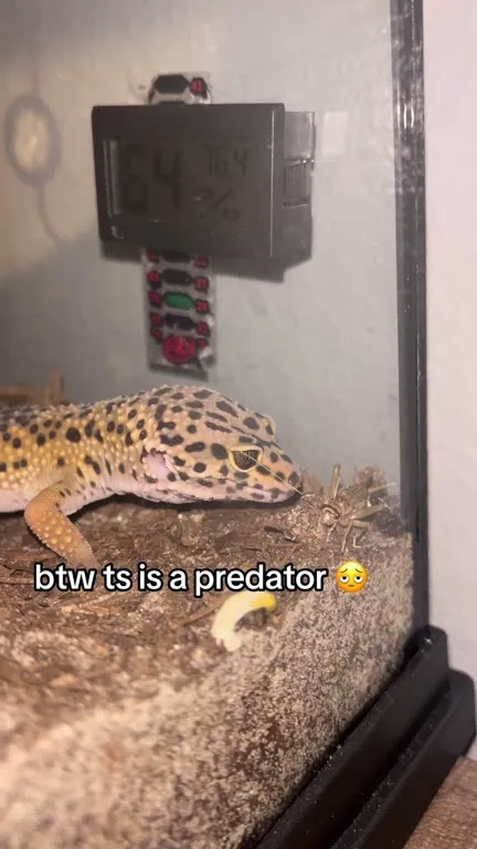 Gecko Predator Mode