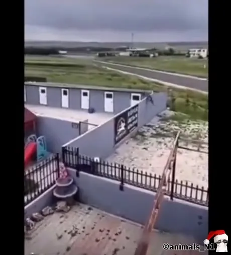 Неудачный побег через забор