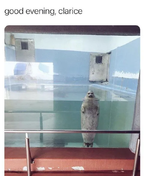 Good Evening, Clarice Seal
