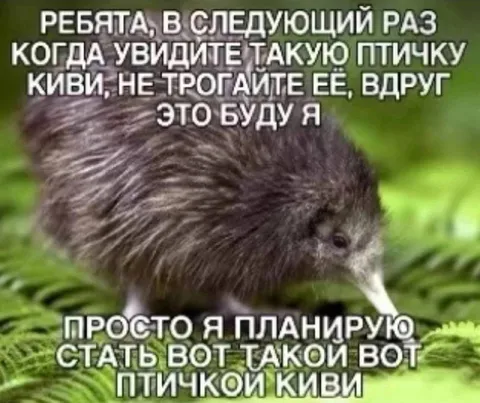 Киви-птичка в следующий раз