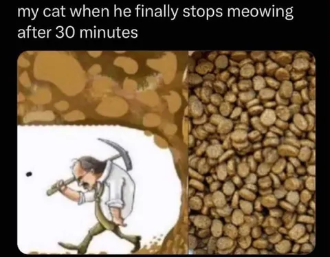 Cat Finally Stops Meowing