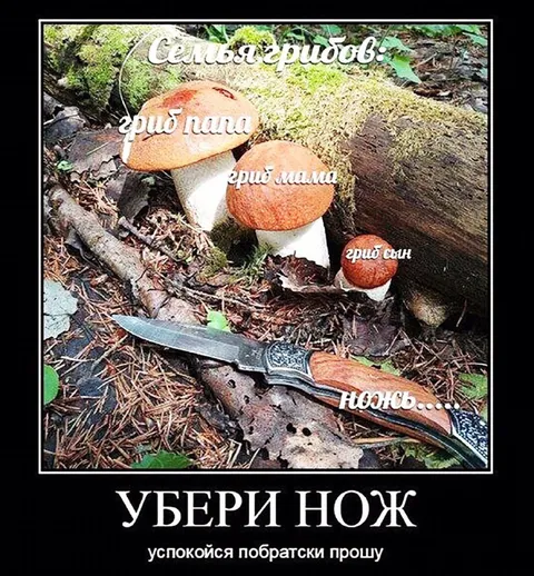 Семья грибов и нож