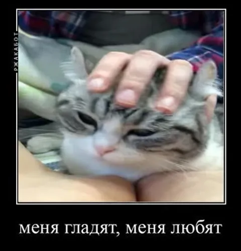 Меня гладят, меня любят