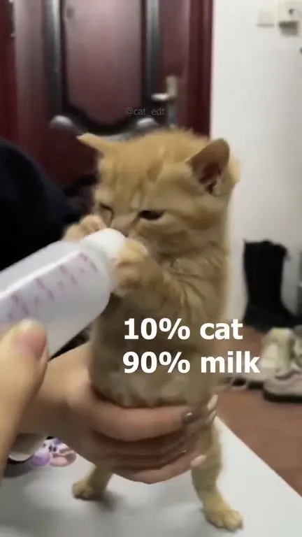 10% Cat, 90% Milk