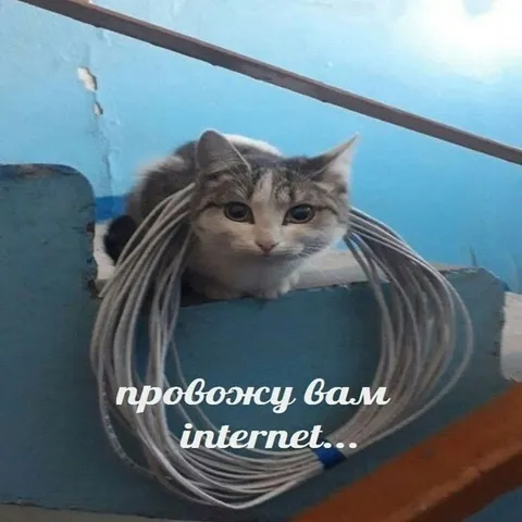 Кот провожает интернет