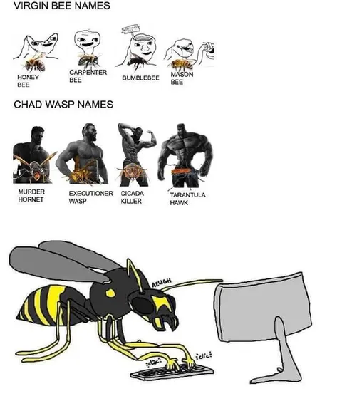 Virgin Bee Names vs Chad Wasp Names