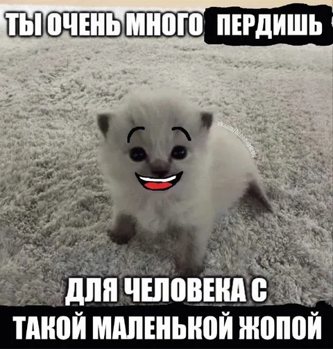 Котёнок с маленькой жопой