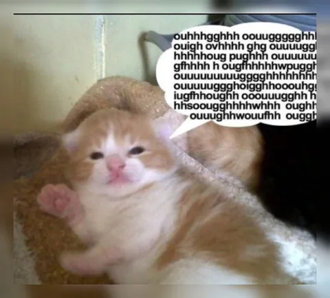 Kitten Screaming Gibberish