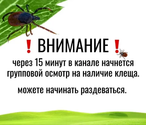 Групповой осмотр на наличие клеща