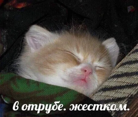 Кот в жёстком отрубе
