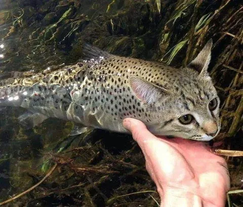 Кот-рыба в воде