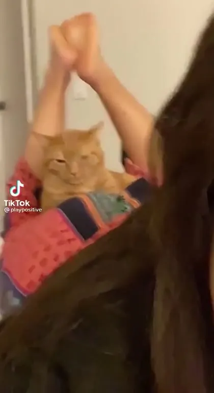 Кот прыгает под Jump Around