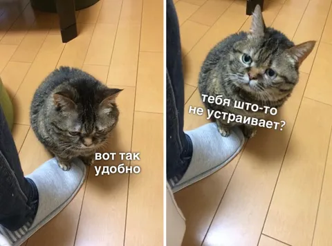 Кот устроился на ноге