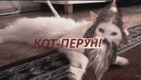 Кот-Перун с суровым взглядом