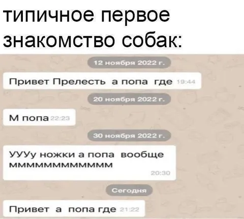 Типичное первое знакомство собак