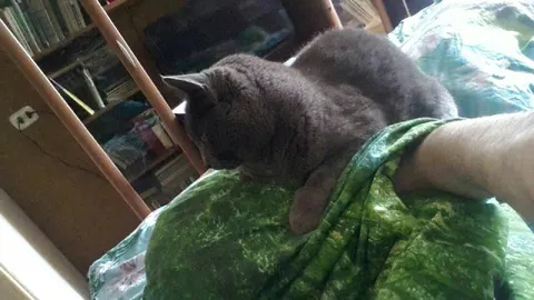 Кот обнимает руку