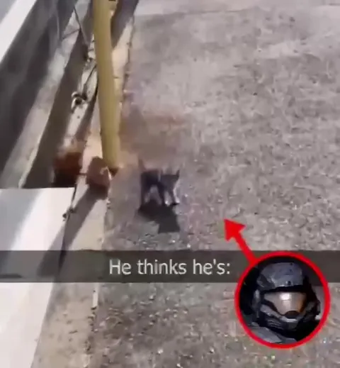 Kitten Thinks He's a Soldier