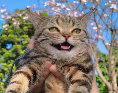 Недовольный кот на руках