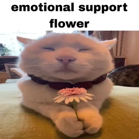 Emotional Support Flower Cat