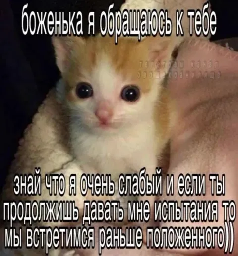 Котёнок просит о пощаде