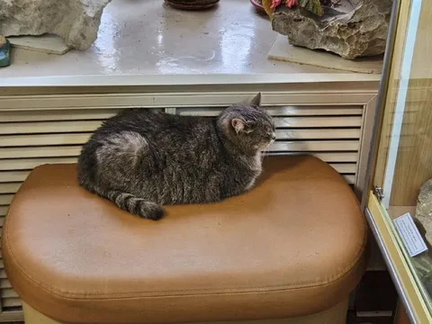 Кот, похожий на камень