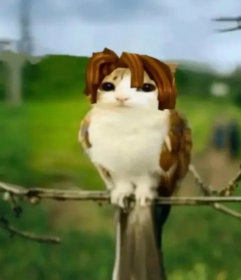 Кот с человеческой причёской