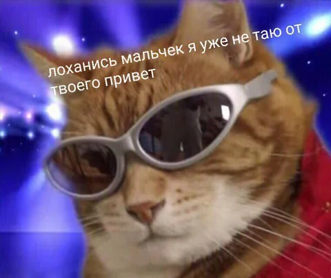 Кот уже не тает от привета