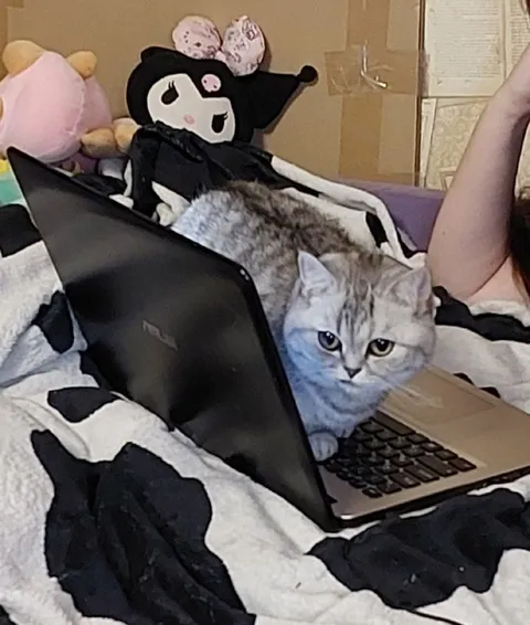 Кот учит JavaScript