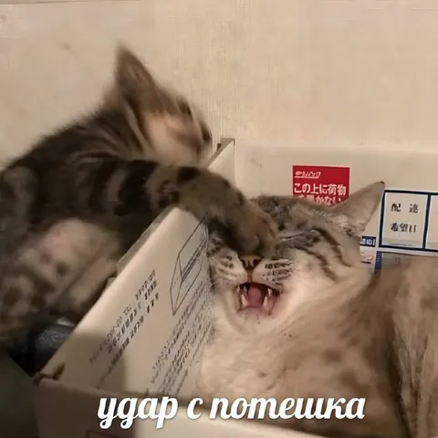 Удар с потешки
