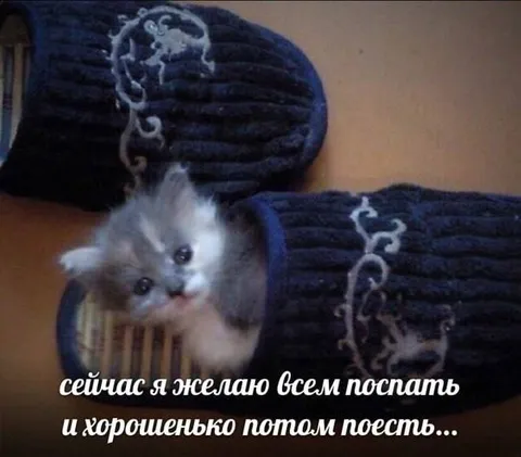 Котёнок желает поспать и поесть