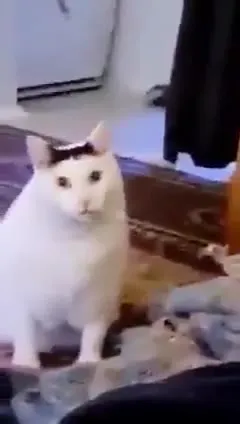 Кот что-то загадочно говорит