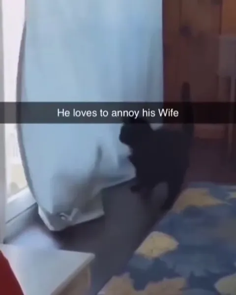 Cat Annoys His Wife