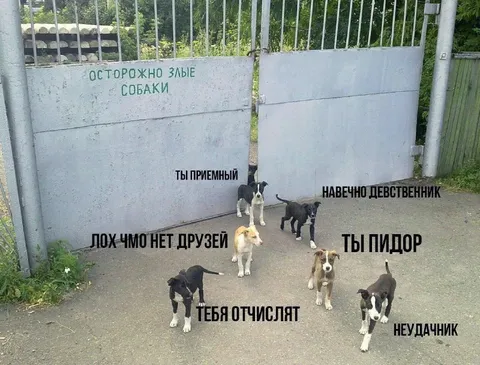 Злые собаки с оскорблениями