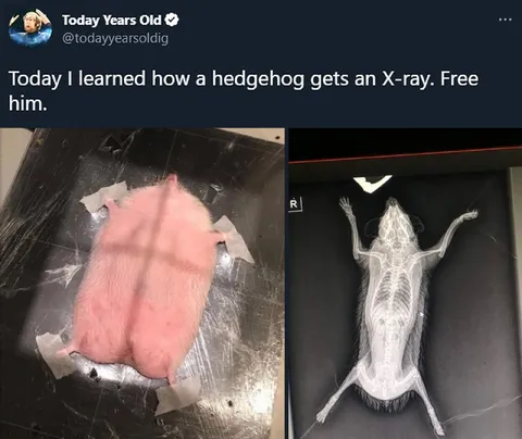 Hedgehog Gets an X-Ray